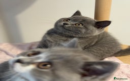 British Shorthair cats for sale: British shorthair-TICA pedigree,champion bloodline - Image 11