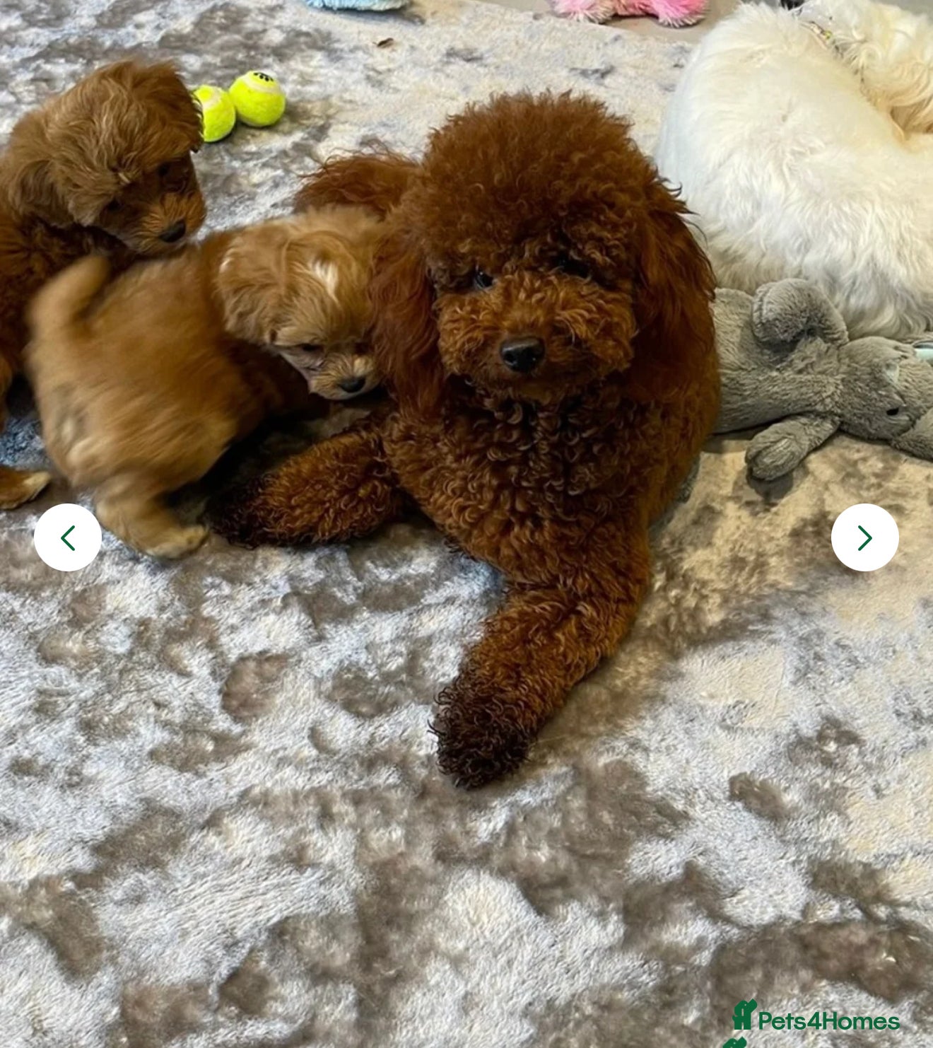 Toy Poodle dogs We have 4 stunning boys at stud. All dna clear  - Advert 4
