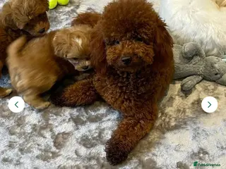 Toy Poodle dogs We have 4 stunning boys at stud. All dna clear - Advert 1