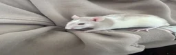 Rat rodents for sale: 2 male rats for sale  in Hartlepool - Advert 2