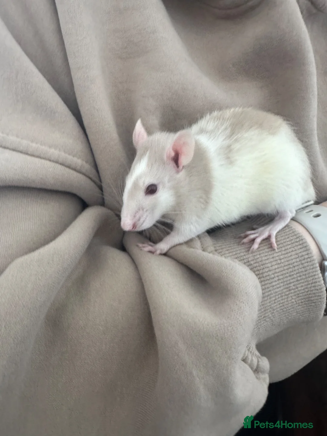 Rat rodents for sale: 2 male rats for sale  in Hartlepool - Advert 2