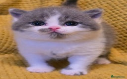 British Shorthair cats for sale: ONE GIRL LEFT GCCF reg BSH kittens - Image 13