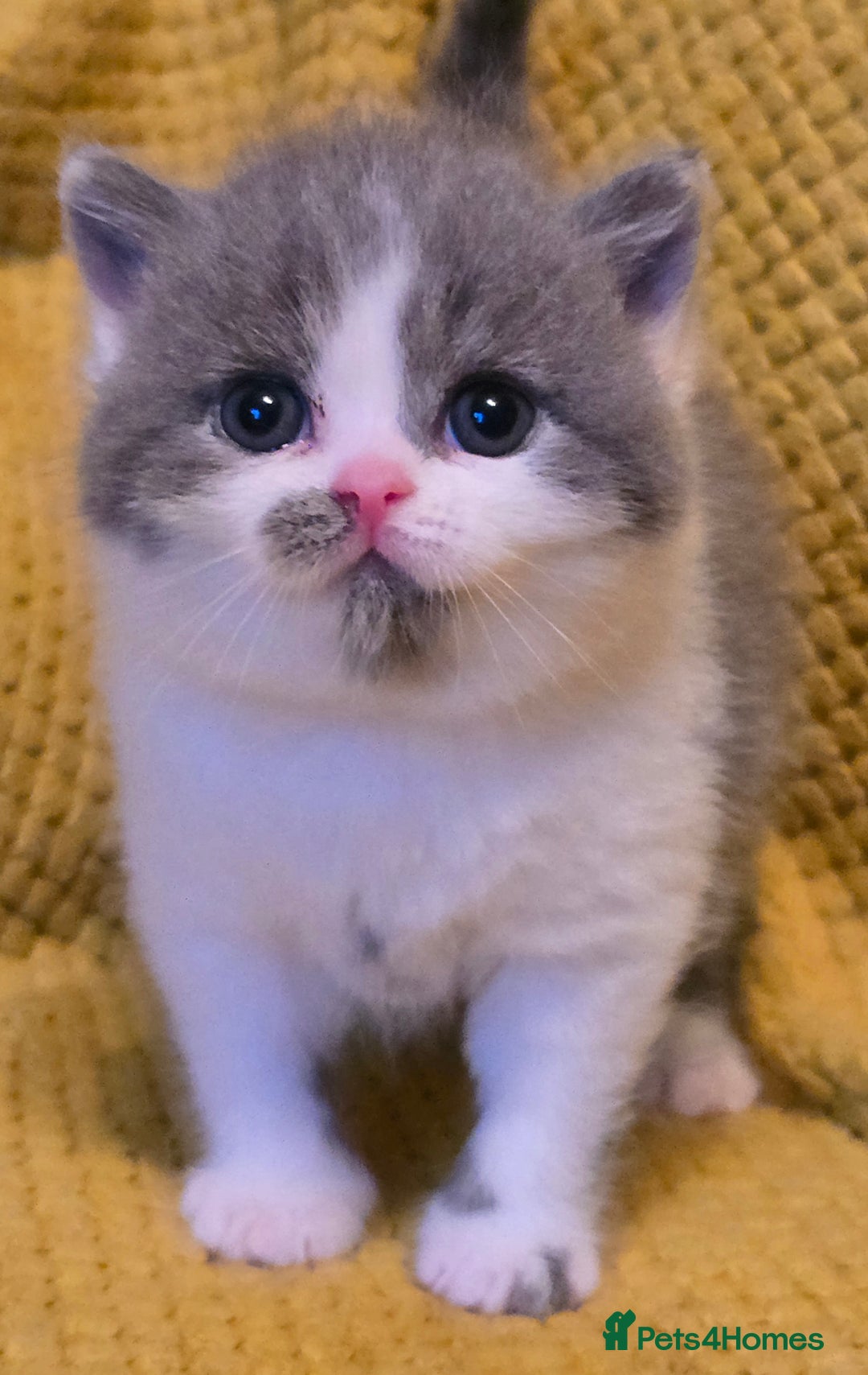 British Shorthair cats for sale: ONE GIRL LEFT GCCF reg BSH kittens - Image 13