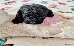 Cavapoo dogs for sale: TOY CAVAPOO DNA TESTED PARENTS AND GRANDPARENTS  - Image 34