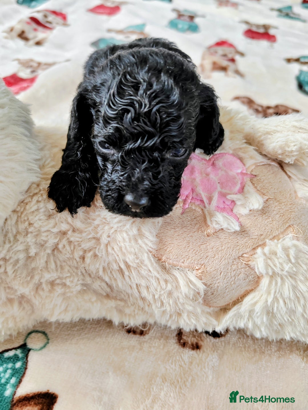 Cavapoo dogs for sale: TOY CAVAPOO DNA TESTED PARENTS AND GRANDPARENTS  - Image 34