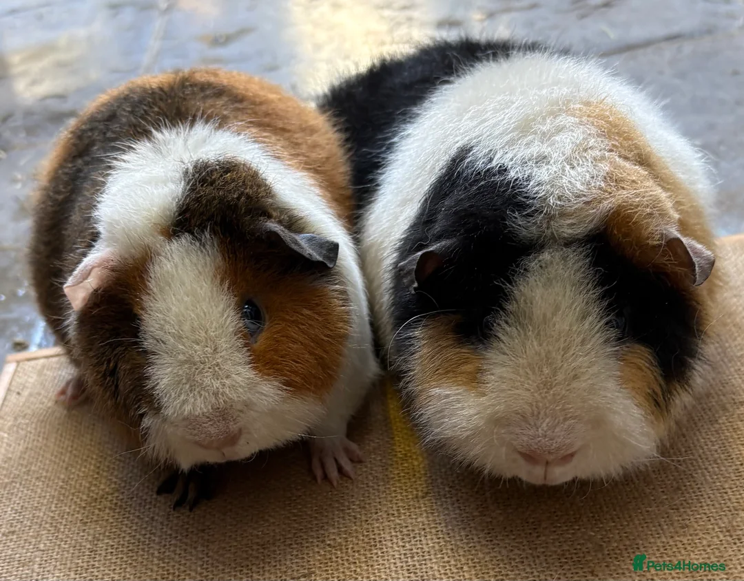 Guinea Pig rodents for sale: Pedigree Teddy Boars - Advert 1