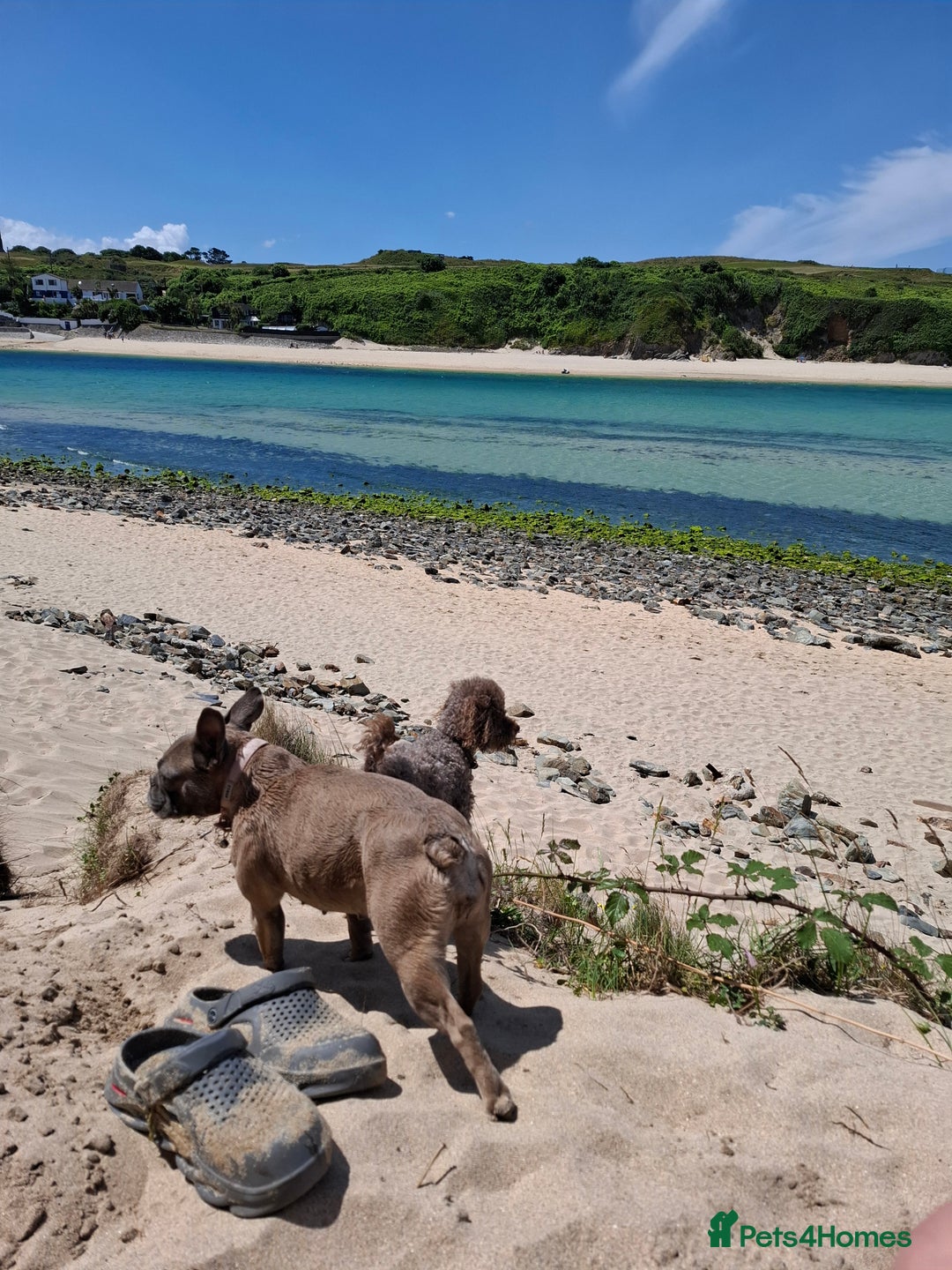 French Bulldog dogs for sale: French Bulldog bitch 3 years old - Image 3