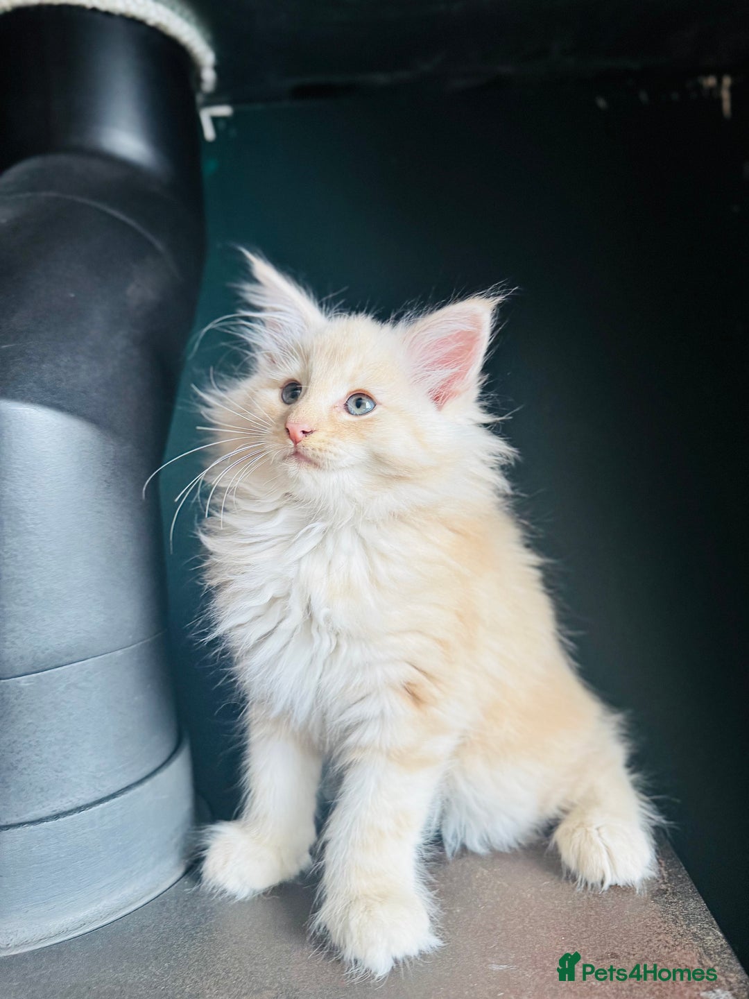 Norwegian Forest Cat cats for sale: Full FIFe pedigree Norwegian Forest Kittens  in Normanton - Image 7