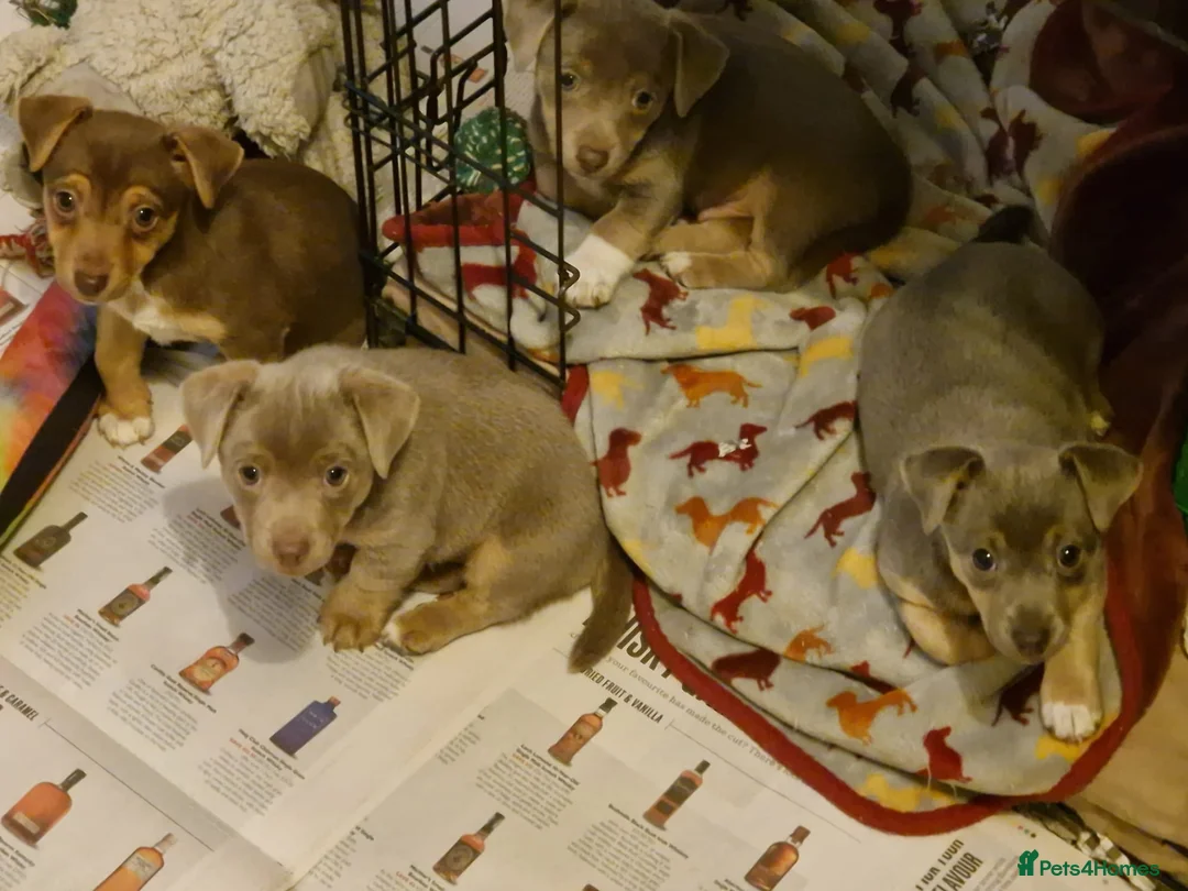Jack Russell dogs for sale: For Sale - Beautiful Jack Russell Puppies  in Okehampton - Advert 1