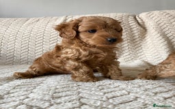 Cockapoo dogs for sale: Exquisite F2bb cockapoo pups - Image 5