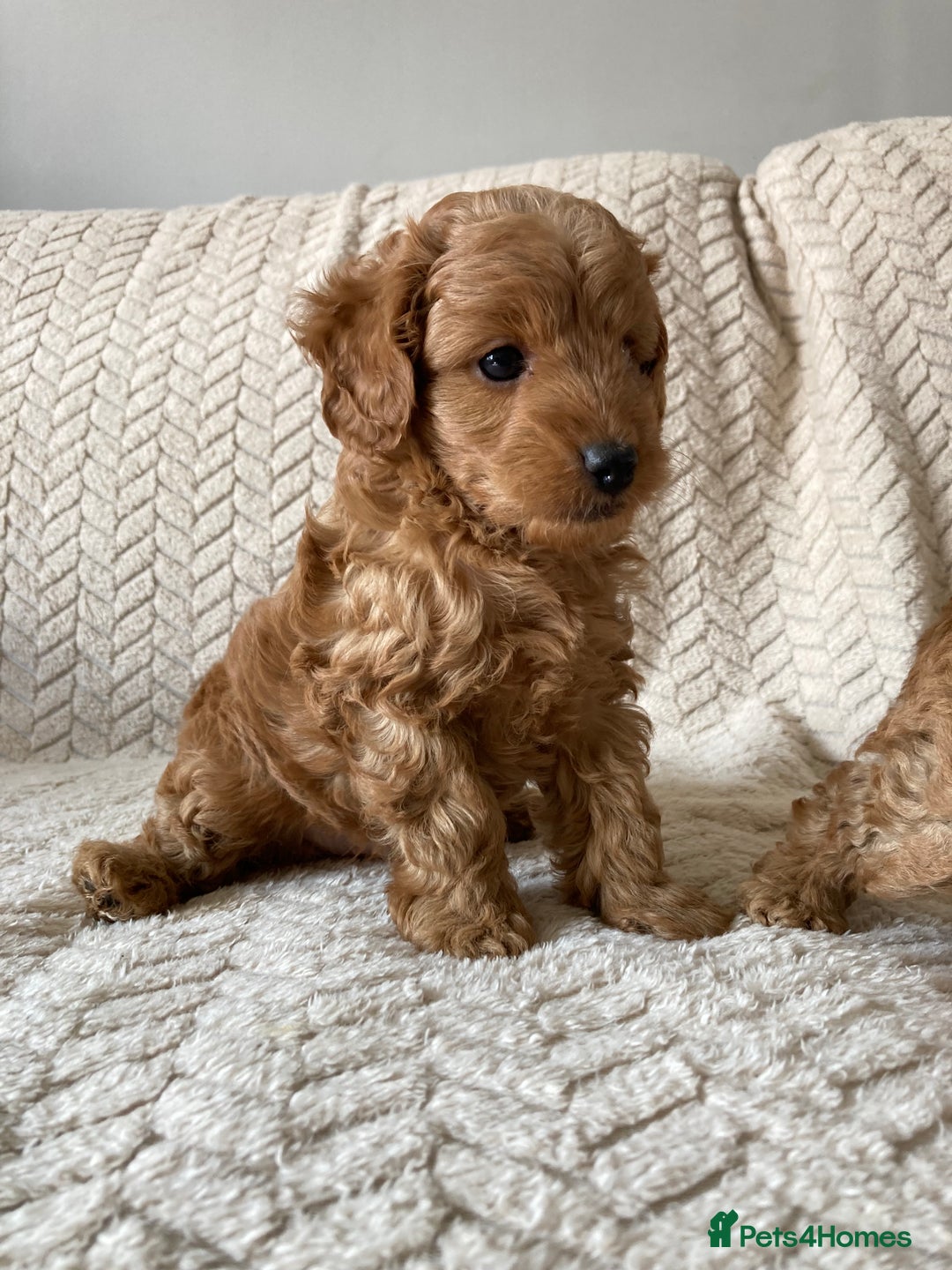 Cockapoo dogs for sale: Exquisite F2bb cockapoo pups - Image 5