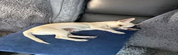 Chihuahua dogs for sale: 4 smooth coat apple head Chihuahua puppies - Advert 1