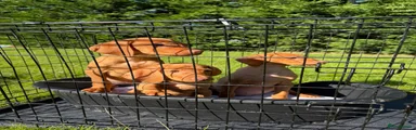 Hungarian Vizsla 2