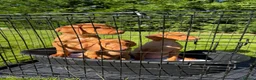 Hungarian Vizsla dogs for sale: KC HUNGARIAN VIZSLA TOP PEDIGREE 3 LEFT in Saltburn-by-the-Sea - Advert 7