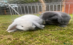 Mini Lion Lop rabbits for sale: Mini lop - Image 40