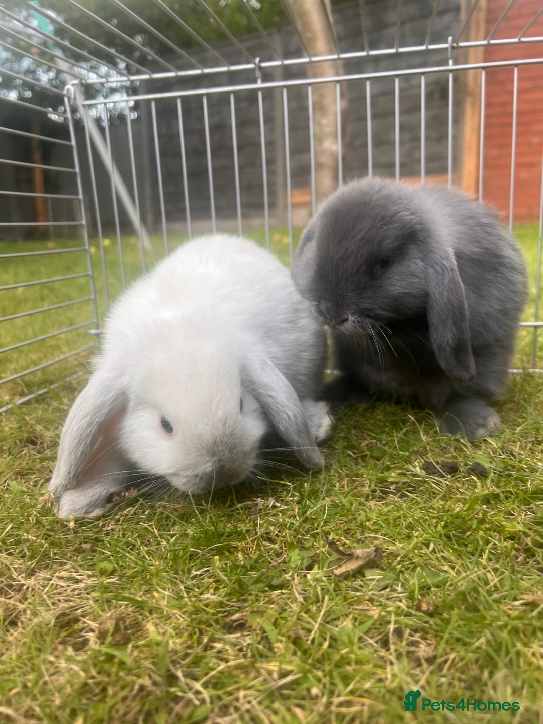 Mini Lion Lop rabbits for sale: Mini lop - Image 40
