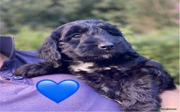 Sproodle dogs for sale: Stunning F1 Sproodle puppies  - Image 12