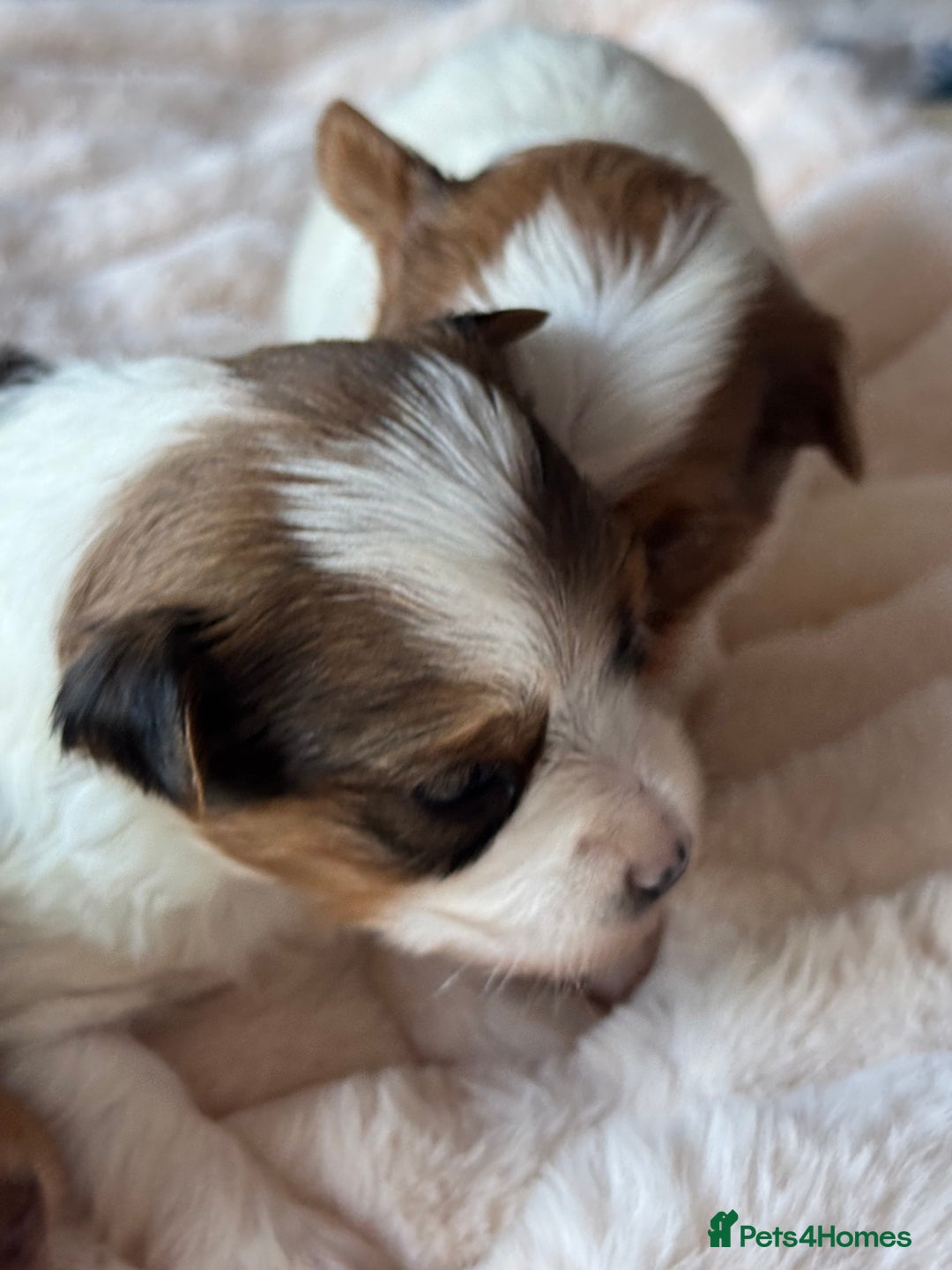 Yorkshire Terrier dogs for sale: Adorable Health Tested Coloured Yorkies (Biewer)  - Advert 13