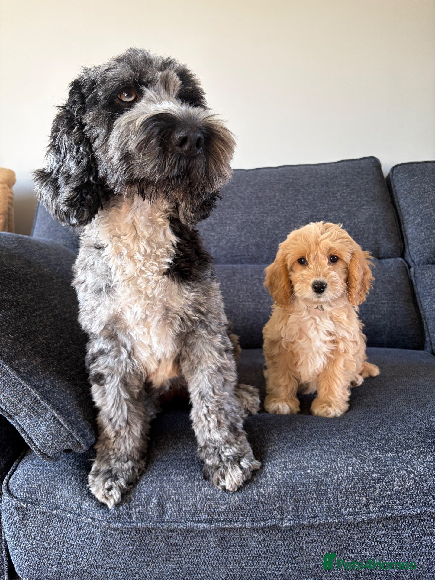 Cockapoo dogs Adorable cockapoo pups - Advert 2