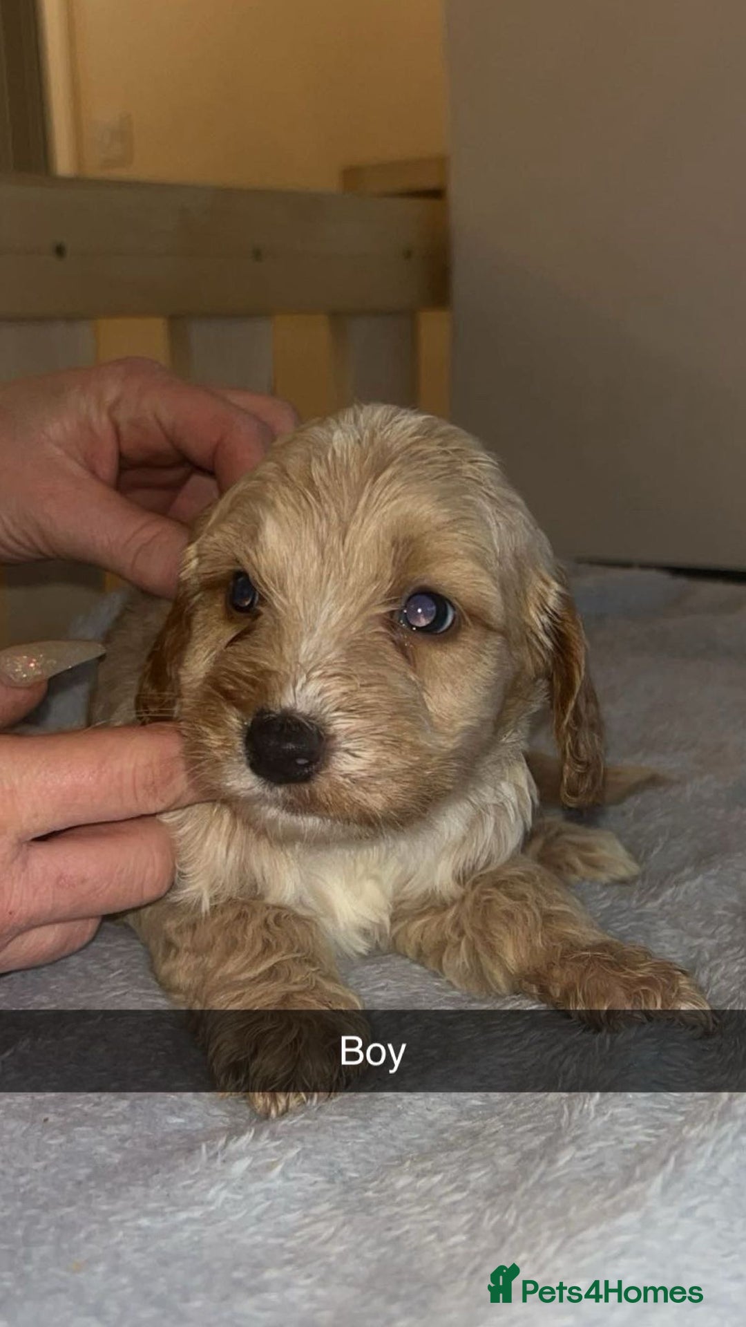 Cockapoo dogs for sale: Cockapoo’s - Advert 4