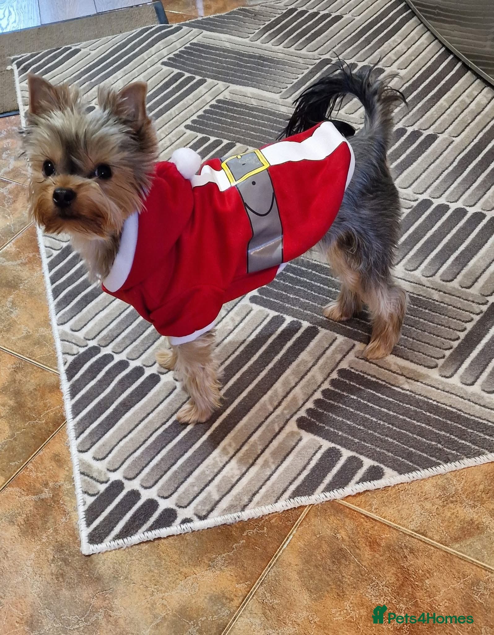 Yorkshire Terrier dogs Yorkshire Terrier Puppy ONLY ONE 1 FEMALE - Advert 15