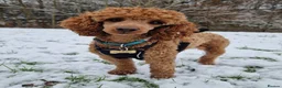 Miniature Poodle dogs for stud: KC DNA tested proven RED miniature poodle stud in Manchester - Advert 4