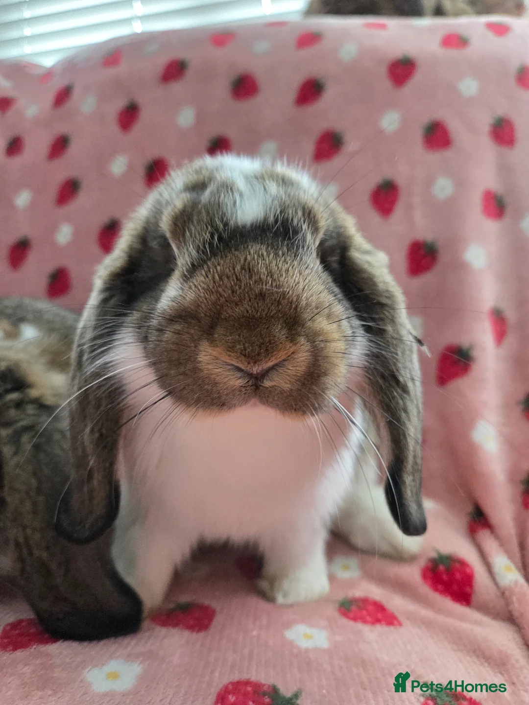 German Lop rabbits for sale: Pure German Lop ☆silly tame last boy - Advert 14