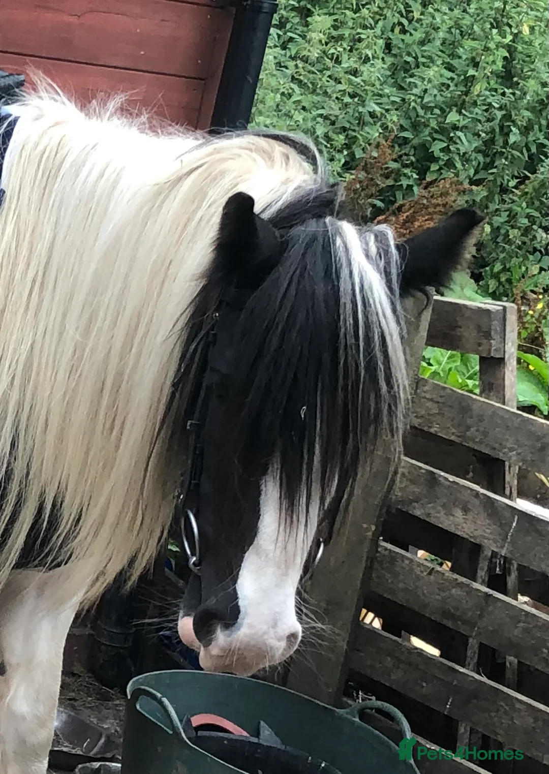 Irish Cob horses for sale: 12hh piebold pony for sale - Advert 8