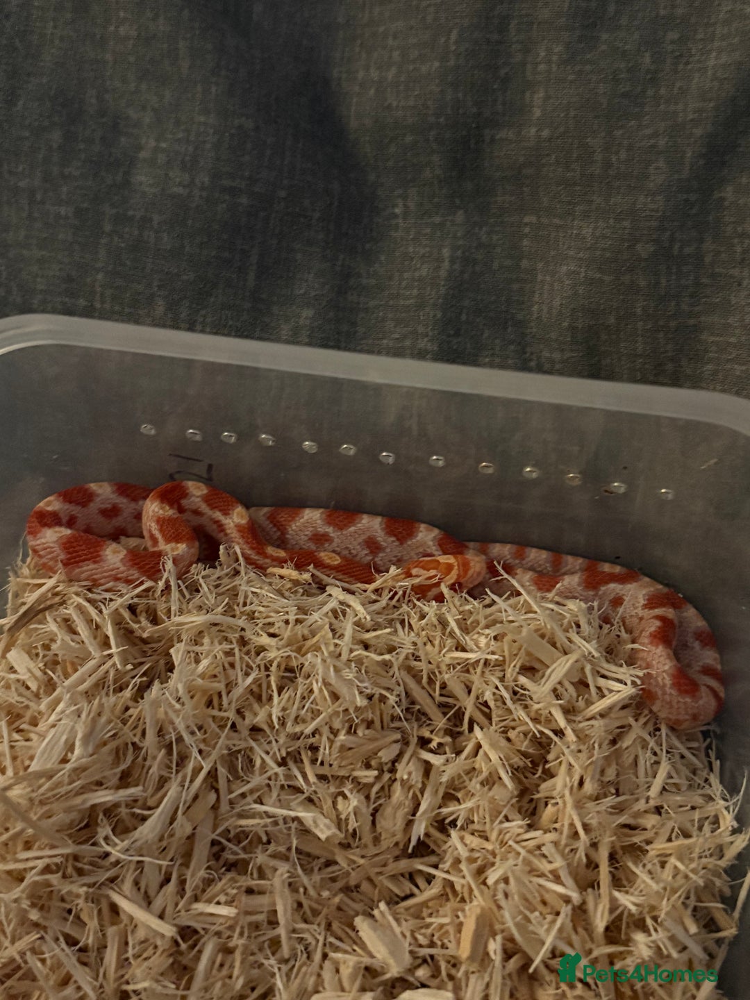 Corn Snake reptiles for sale: Only have 10 beautiful amel Cornsnakes left - Image 12
