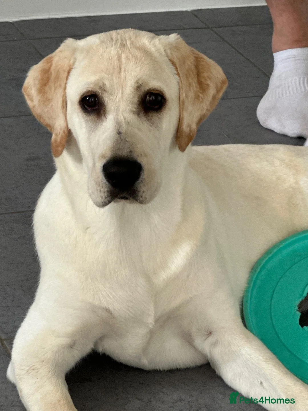 Labrador Retriever dogs for sale: Female Labrador retrevier in Corby - Advert 1