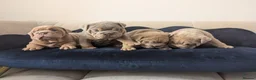 English Bulldog dogs for sale: Gorgeous English Bulldogs  - Advert 4