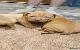Dogue De Bordeaux dogs for sale: Dogue de bordeaux puppiesgor sale - Image 9