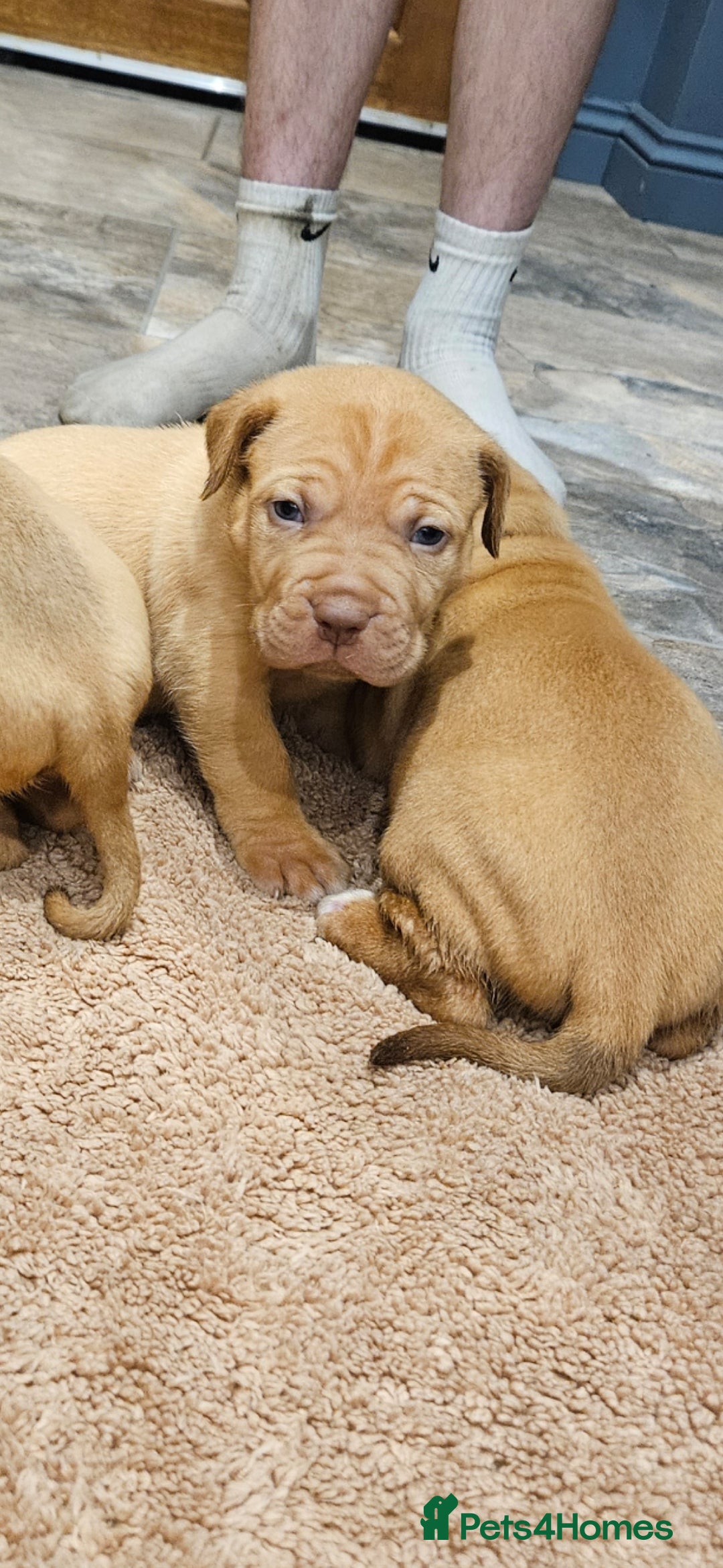 Dogue De Bordeaux dogs for sale: Dogue de bordeaux puppiesgor sale - Image 9