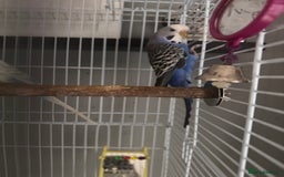 Budgerigars birds for sale: Budgies & Setup For Sale - Image 5