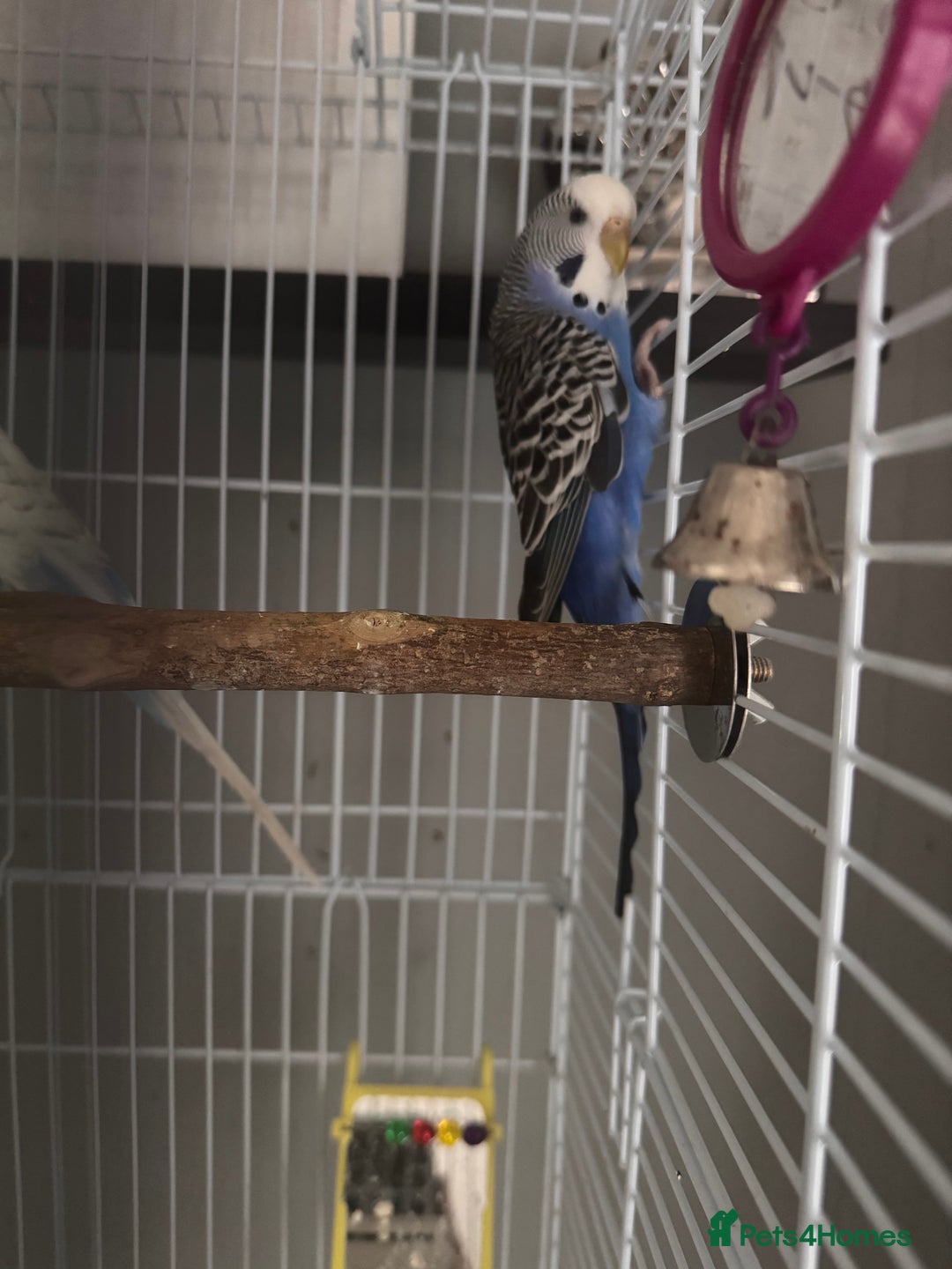 Budgerigars birds for sale: Budgies & Setup For Sale - Image 5