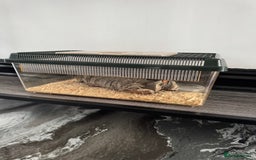 Corn Snake reptiles for sale: Great STARTER SET UP  - Corn Snake & Enclosure - Advert 5