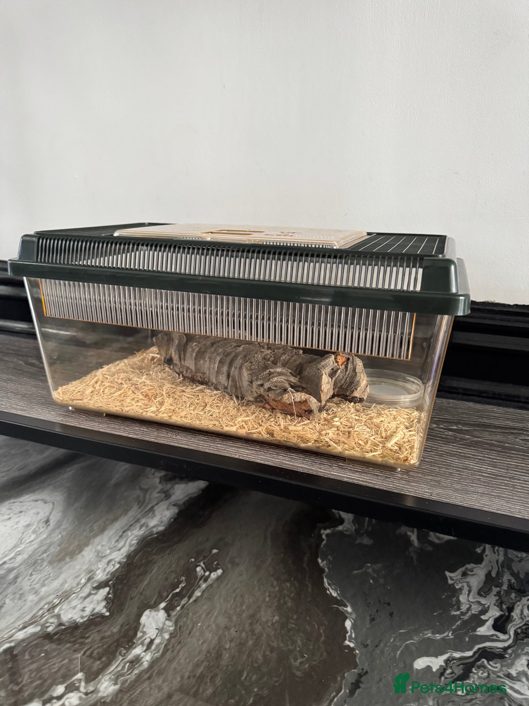 Corn Snake reptiles for sale: Great STARTER SET UP  - Corn Snake & Enclosure - Advert 5