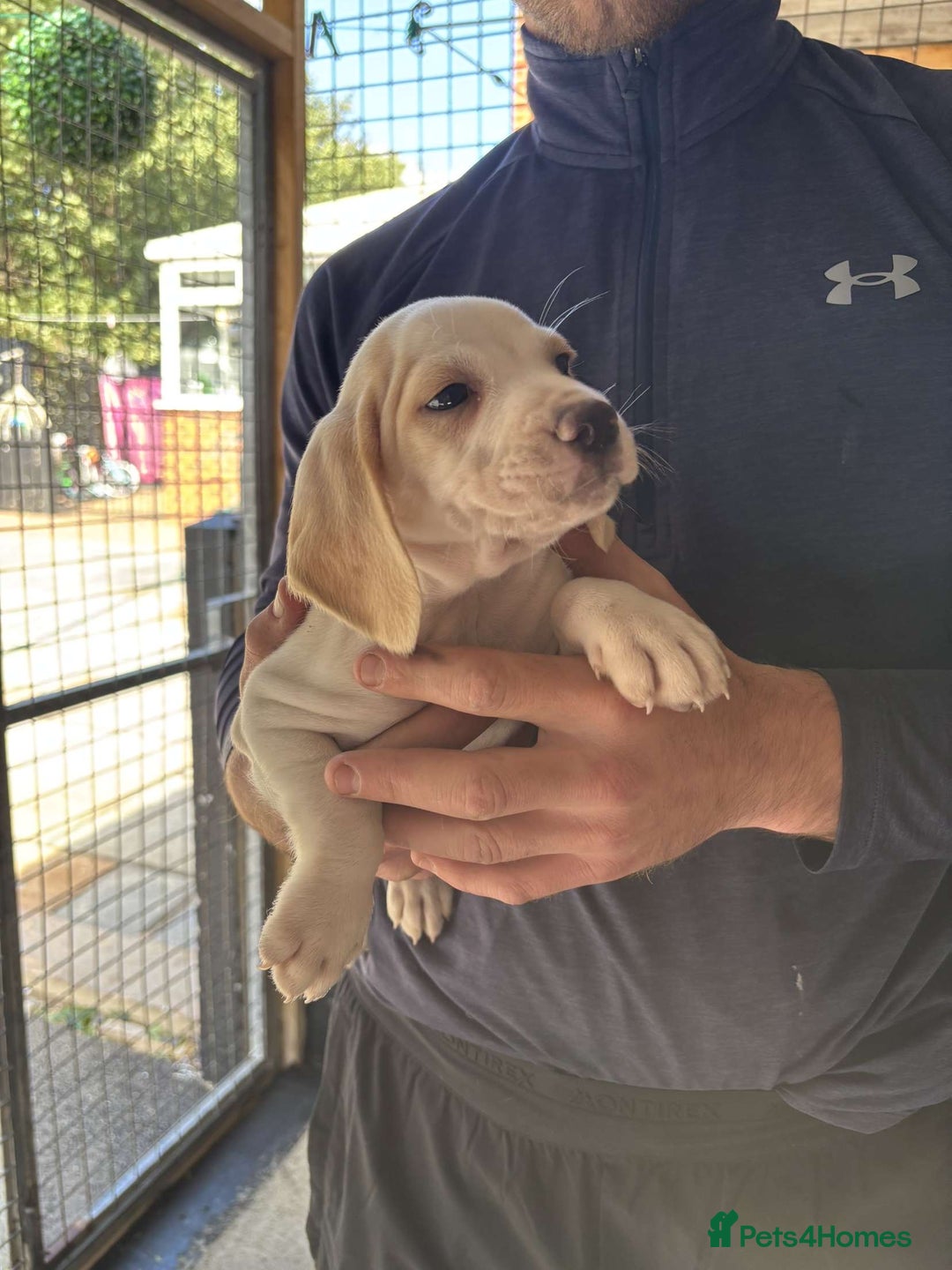 Beagle dogs for sale: 7 wonderful cocker spaniel x beagle❤️🏡 - Image 17