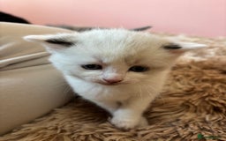 Mixed Breed cats for sale: 5 x gorgeous mixed kittens (4 left) - Image 11