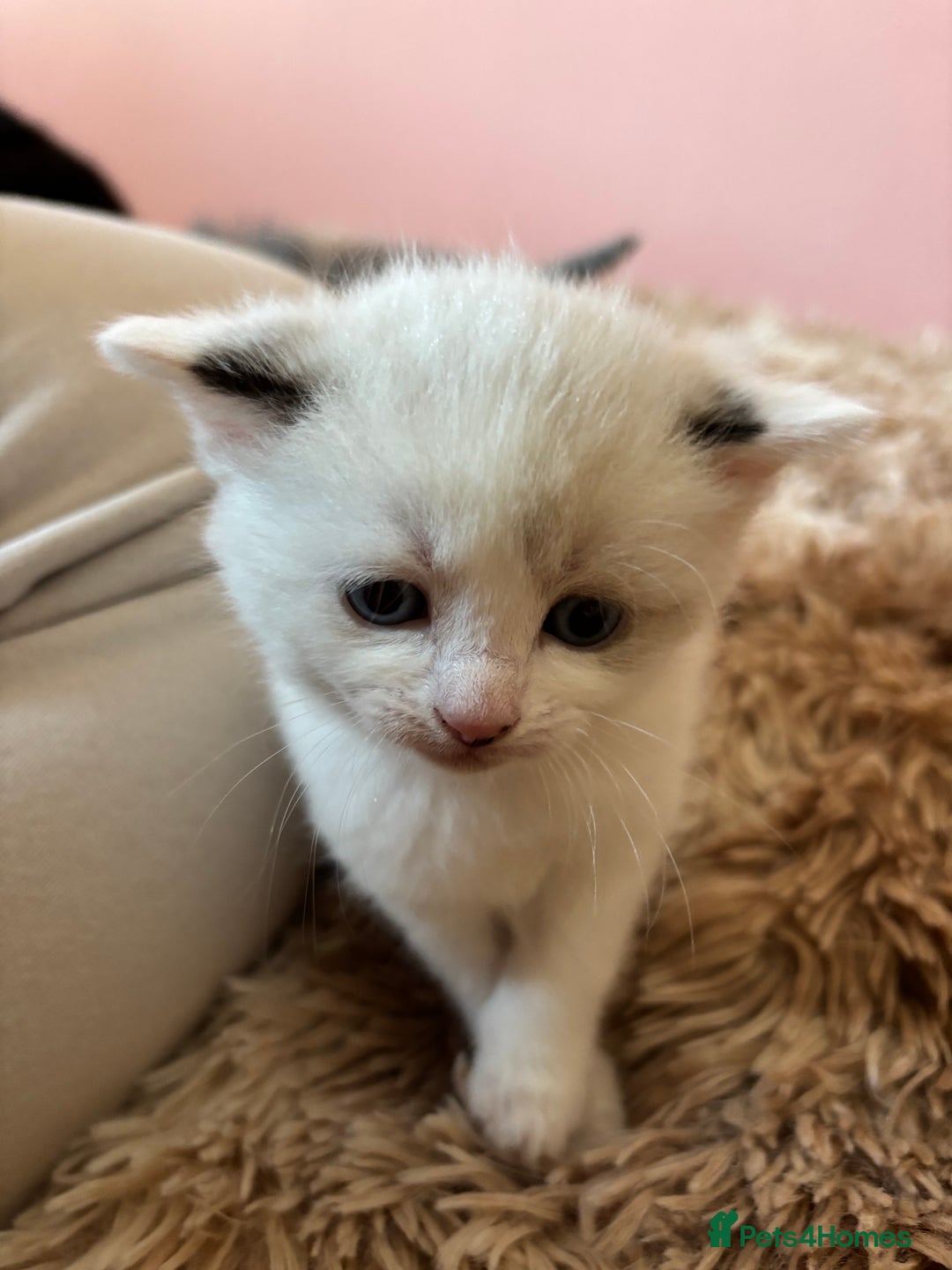 Mixed Breed cats for sale: 5 x gorgeous mixed kittens (4 left) - Image 11