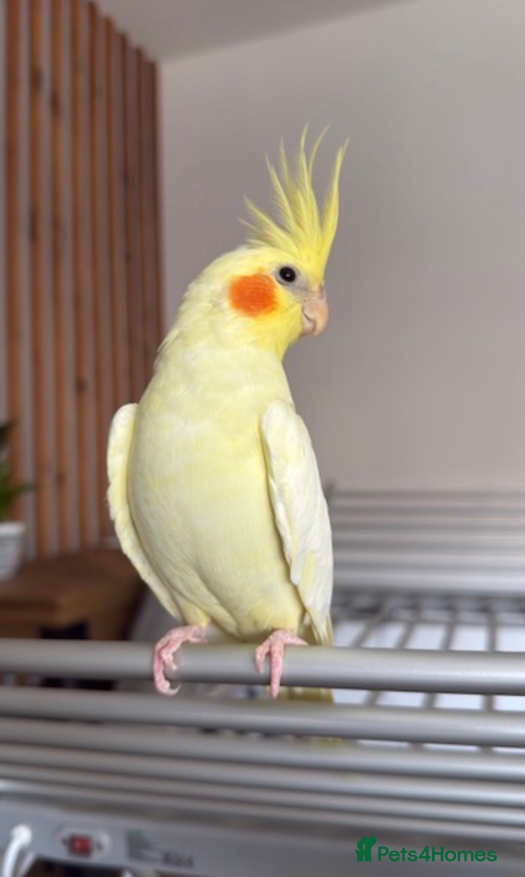 Cockatiels birds for sale: Male and female unrelated hand-reared cockatiels - Advert 2