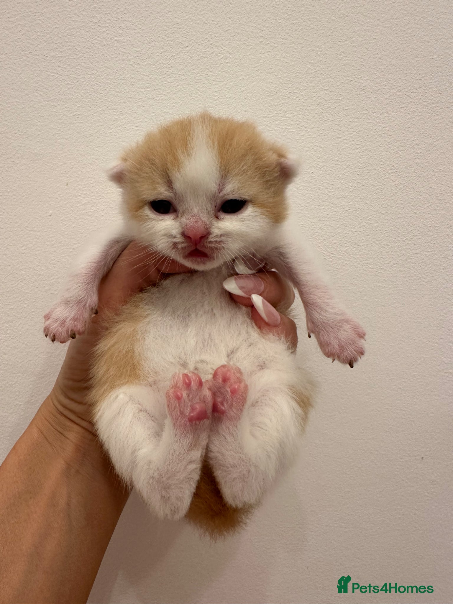 British Shorthair cats for sale: 🐻 Beautiful Pedigree Britishshort🐻 - Advert 9