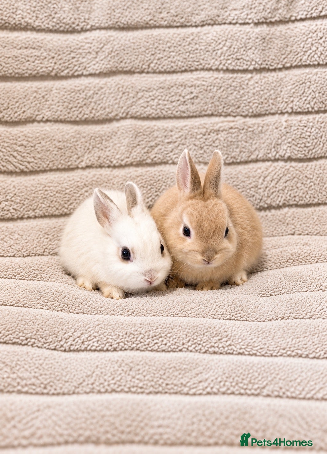 Mixed Breed rabbits for sale: Dwarf Rabbits 🐇🐰 - Advert 1