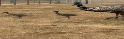 Emus poultry for sale: Baby Emu’s hatched by their father in Newbury - Advert 2