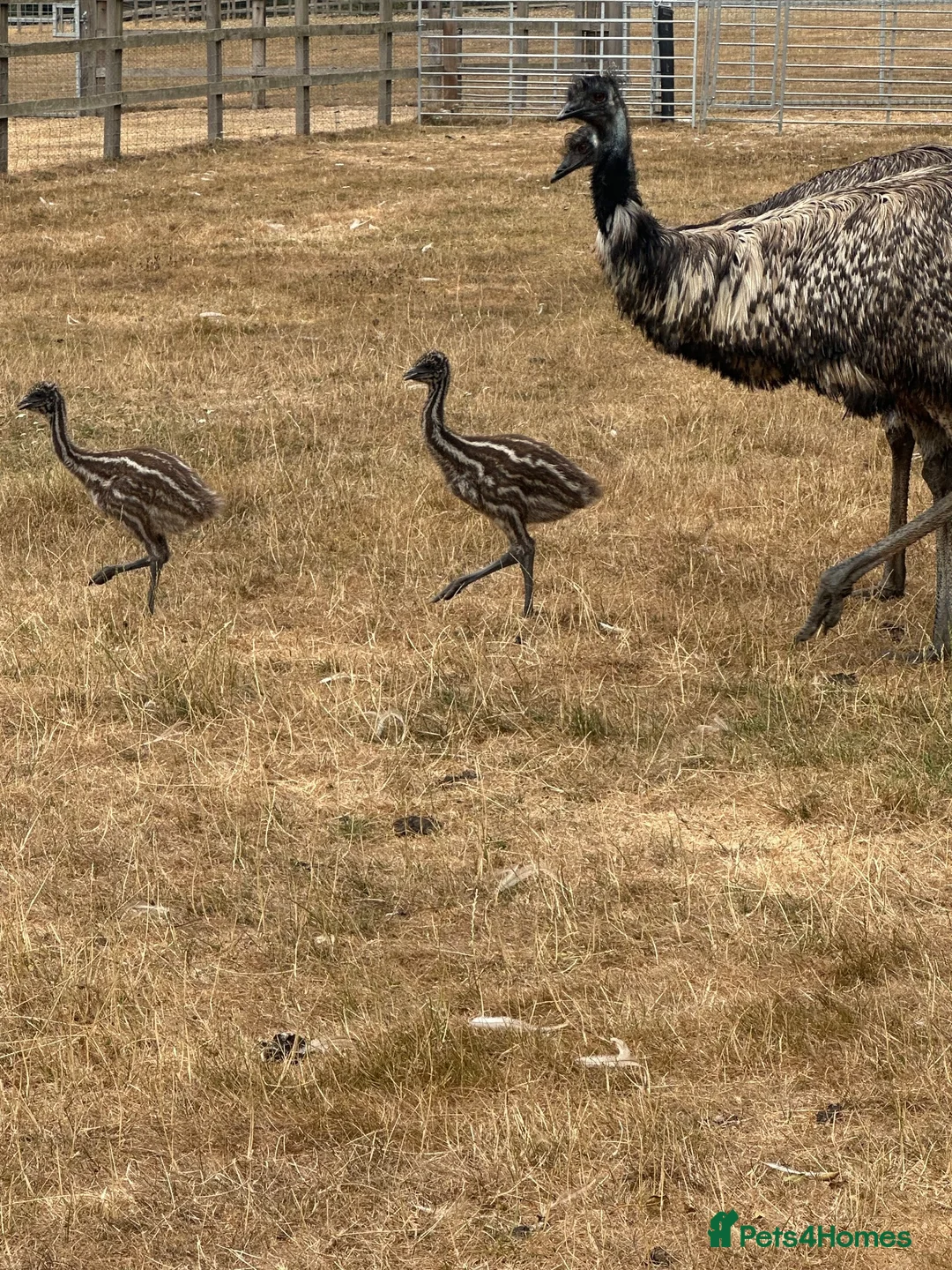 Emus poultry for sale: Baby Emu’s hatched by their father in Newbury - Advert 2