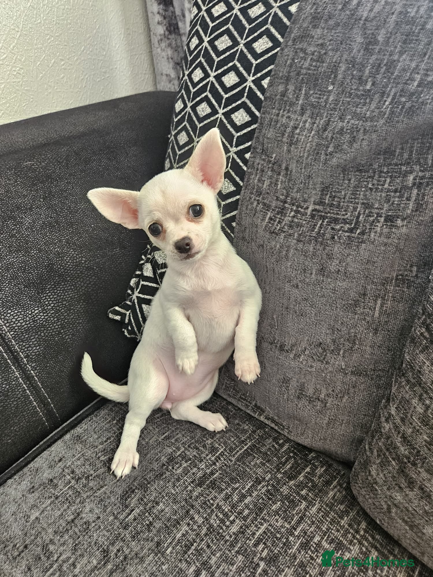 Chihuahua dogs 3 beautiful smooth coat chihuahuas KC registered. - Advert 19