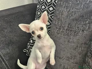 Chihuahua dogs 3 beautiful smooth coat chihuahuas KC registered. - Advert 19