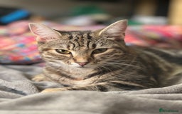 Mixed Breed cats for sale: 2 gorgeous tabby ginger boys  - Image 8