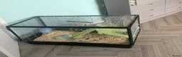Hamster rodents for sale: Dwarf hamster  and cage very tame  - Advert 2