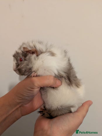 Guinea Pig rodents - Advert 5